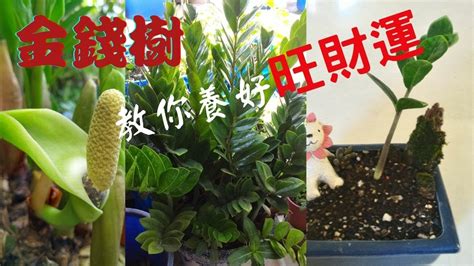 金錢樹開花意義|金錢樹開花的神秘寓意與象徵解讀 – 植物盆栽綠寶典